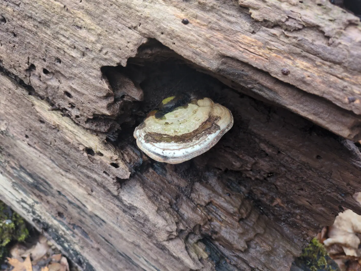 A cream-colored polypore fungus with brown rings and dark tubular pores on a log