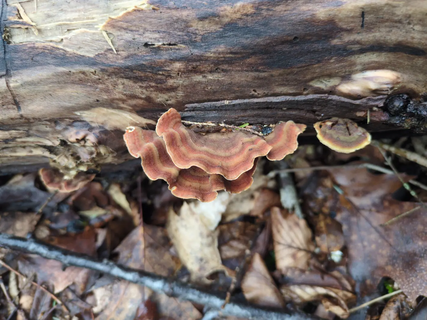 A rippled polypore fungus with alternating light tan and orange-brown rings on a log