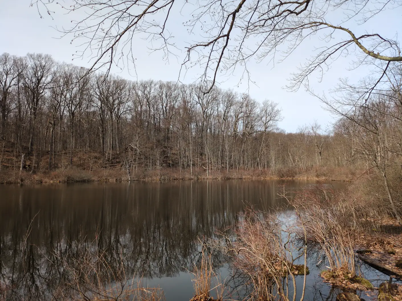 A large still pond at the bottom of a basin in the middle of the woods. The trees are bare and brown.