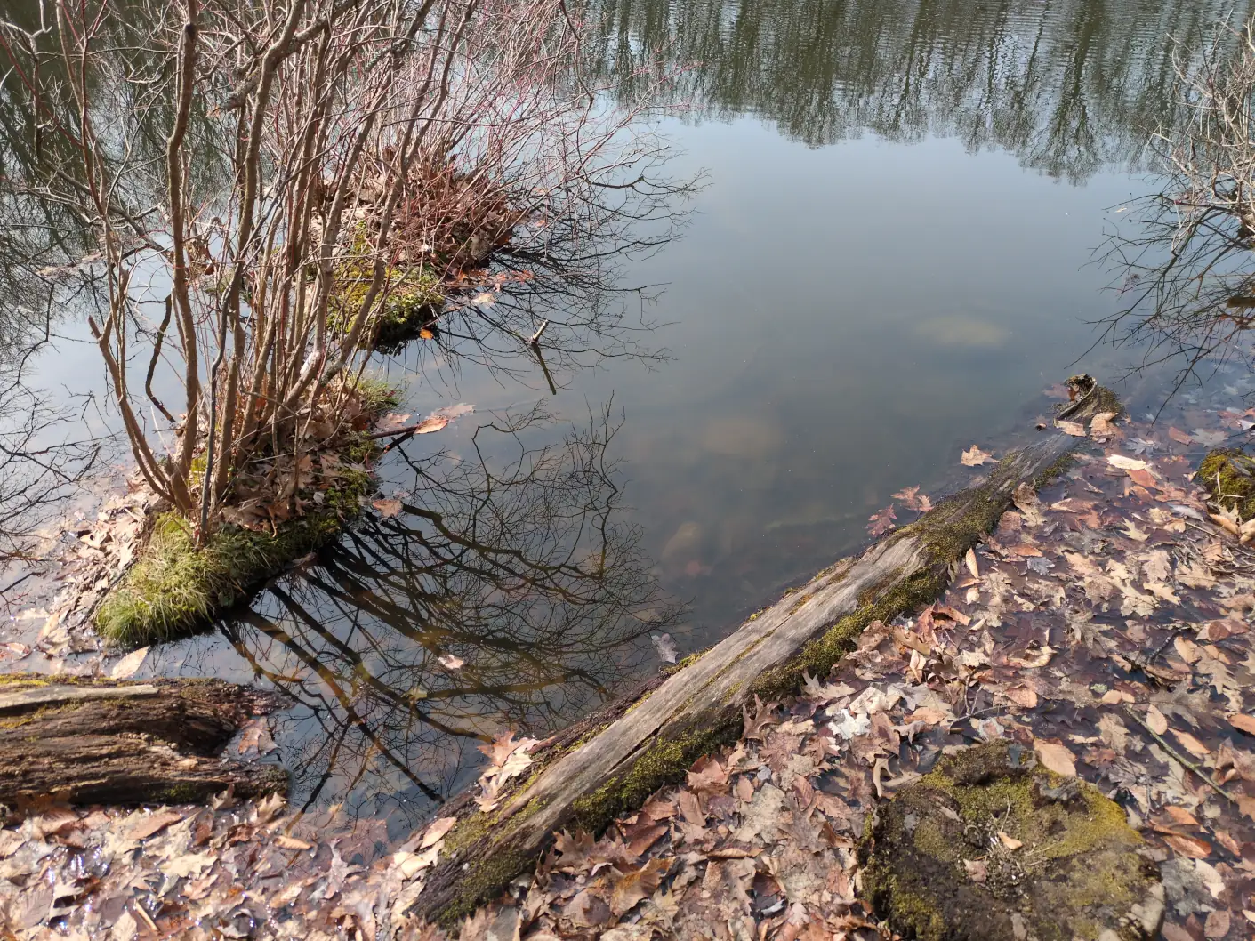 A close-up of a bog with moss, small trees, and logs.