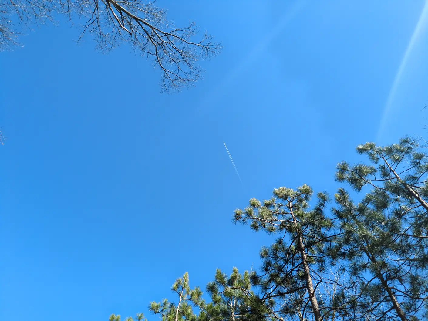 A clear blue sky viewed through some trees, with a jet and contrails in center frame